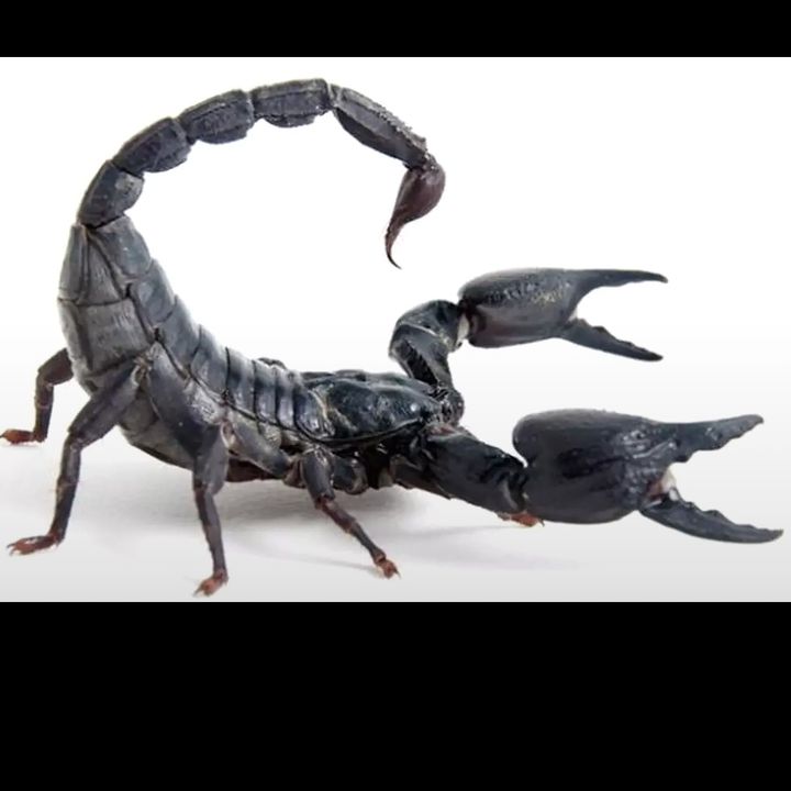 🦂 - original sound