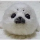 @papicoooo.wakeyo