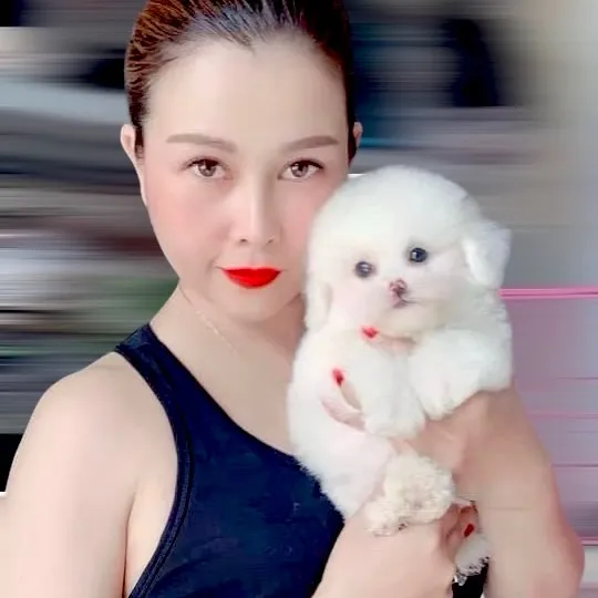 hongpets