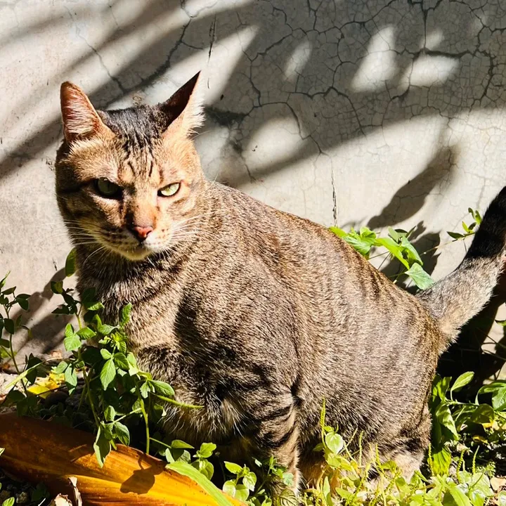 17meows