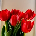@shaneyamallaf