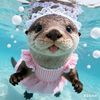 otterlailai01