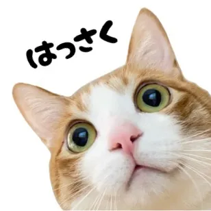 hassaku0804