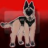 malinois.kita