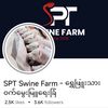 sptswinefarm