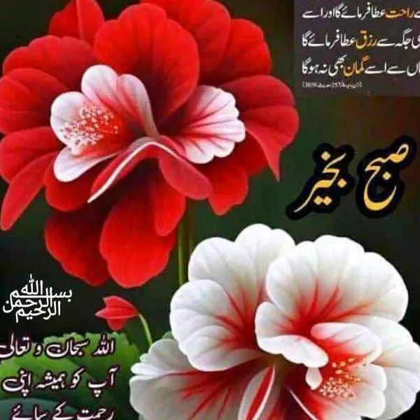 @sana_5663
