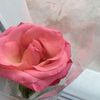 alinae599