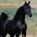 @assem465