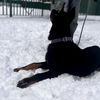 beauceronblack3