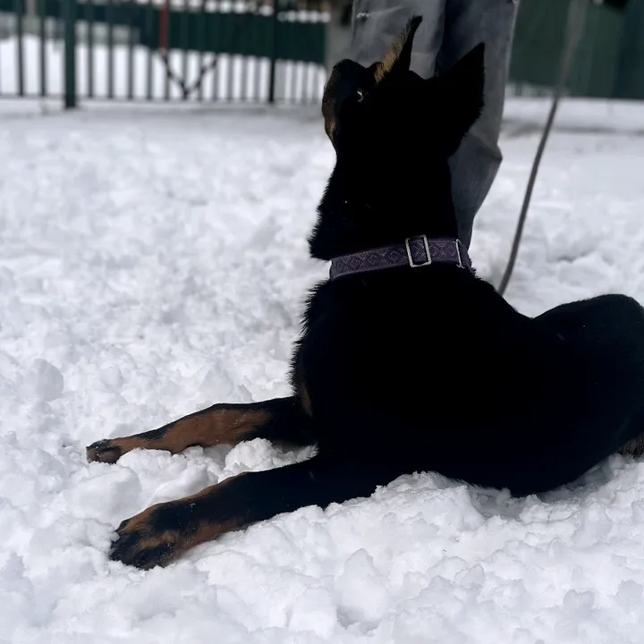 @beauceronblack3
