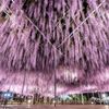 ashikaga_flower_park