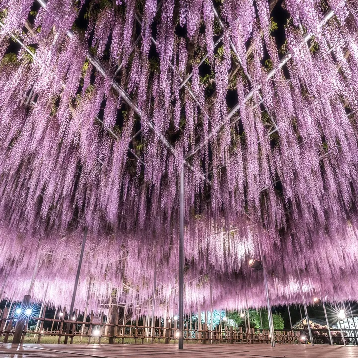 ashikaga_flower_park