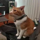 @popieng_