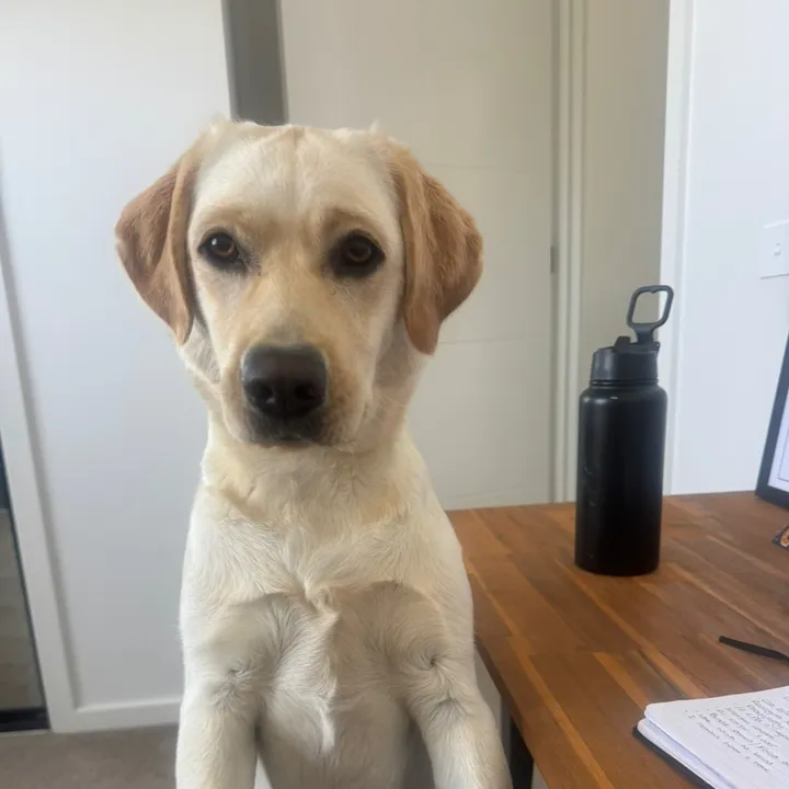 labradorable.co