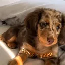 @cutesyyaiden