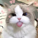 @rectoassist