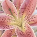 @blairs.adm