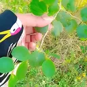 @ashiq.husssain6