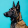 simon_elmalinois