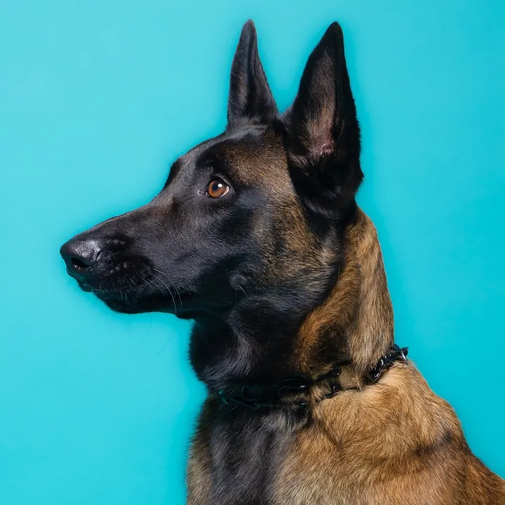 simon_elmalinois