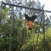 calistenia_spider