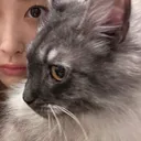 @nogi_teto
