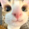 chlen_kota1