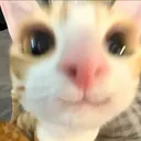 @chlen_kota1