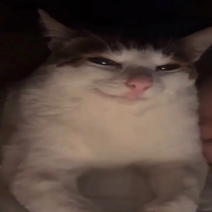 gorgitoo