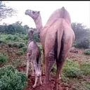 @aadanshexlaawe