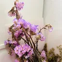 @syflovepurple