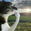 newsineko