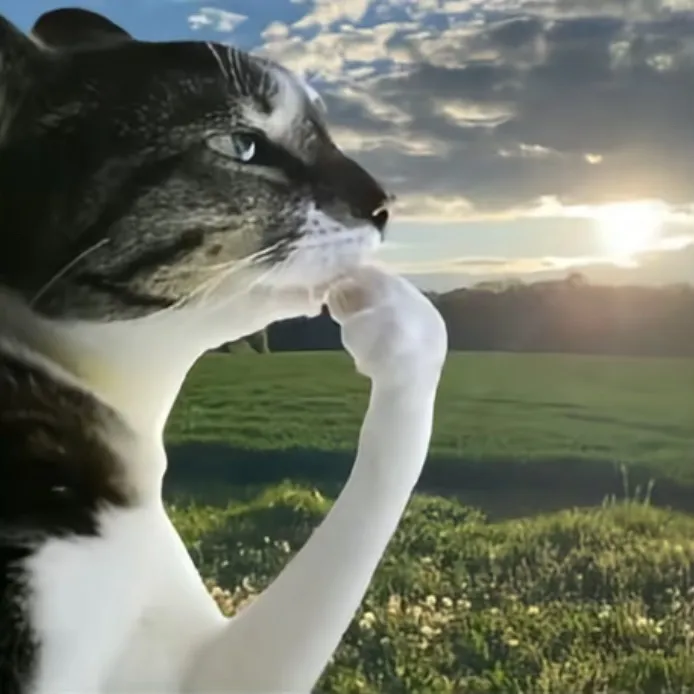 newsineko