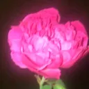 @ummetahmin.tanha