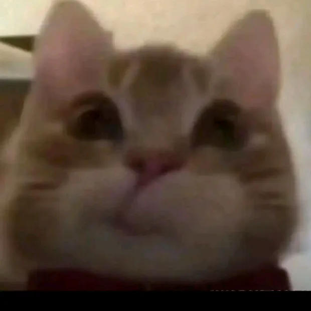 @werzis_s