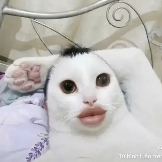 t1euky
