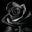 @sashaplatinum