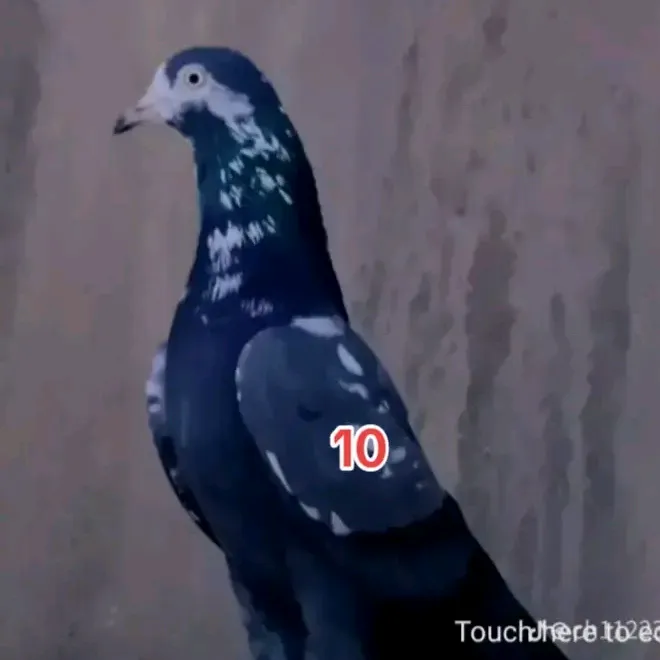 kabutarbaj284
