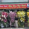 hoatetbinhduong