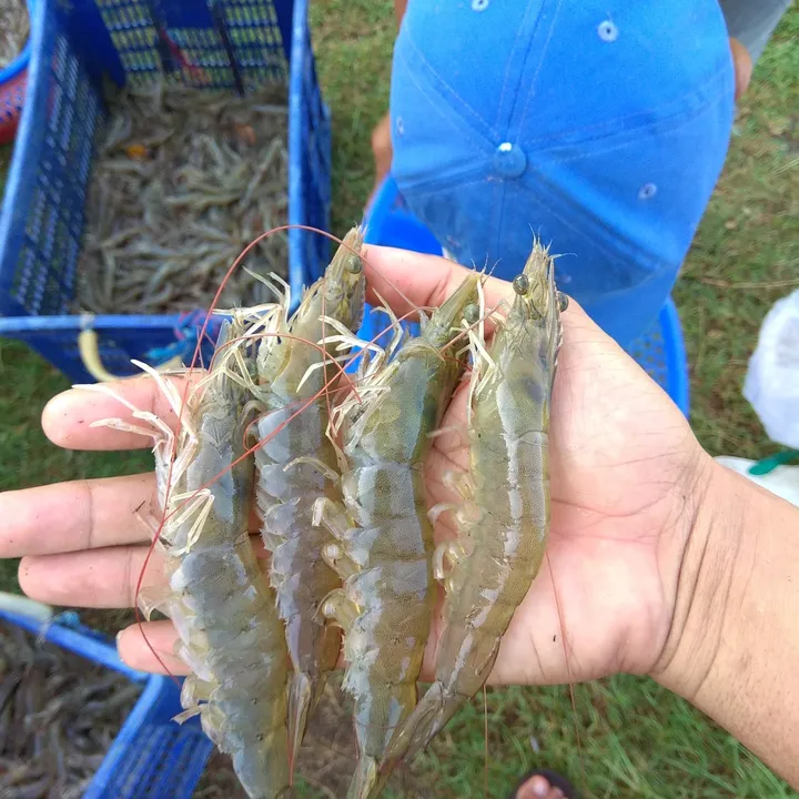 pekerjaempang