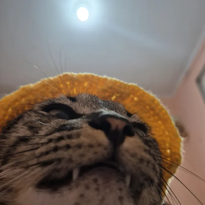 mushurri