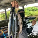@topwateronly