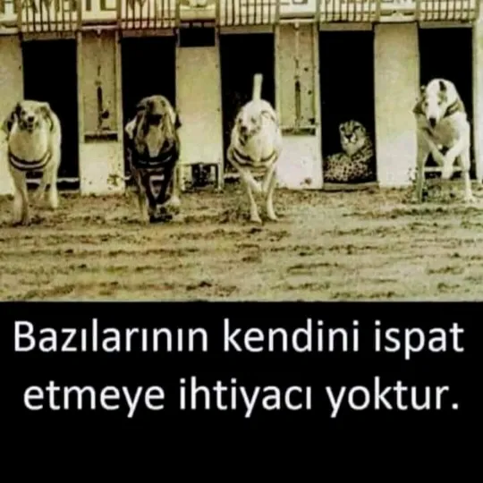 hasan.ala.0233