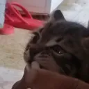 @mehmetbjp0