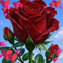 @sayah.faycal