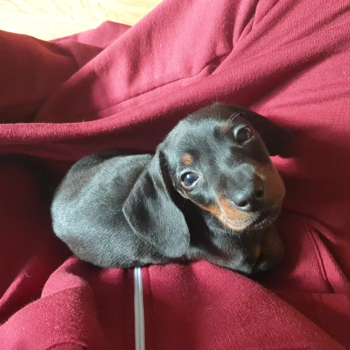 ottotheminidoxie