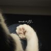 iiwnzii.09