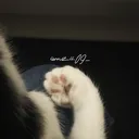 @iiwnzii.09