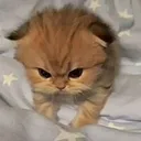 @woshiiedjf4