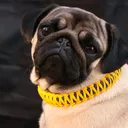 @house_of_pet.s